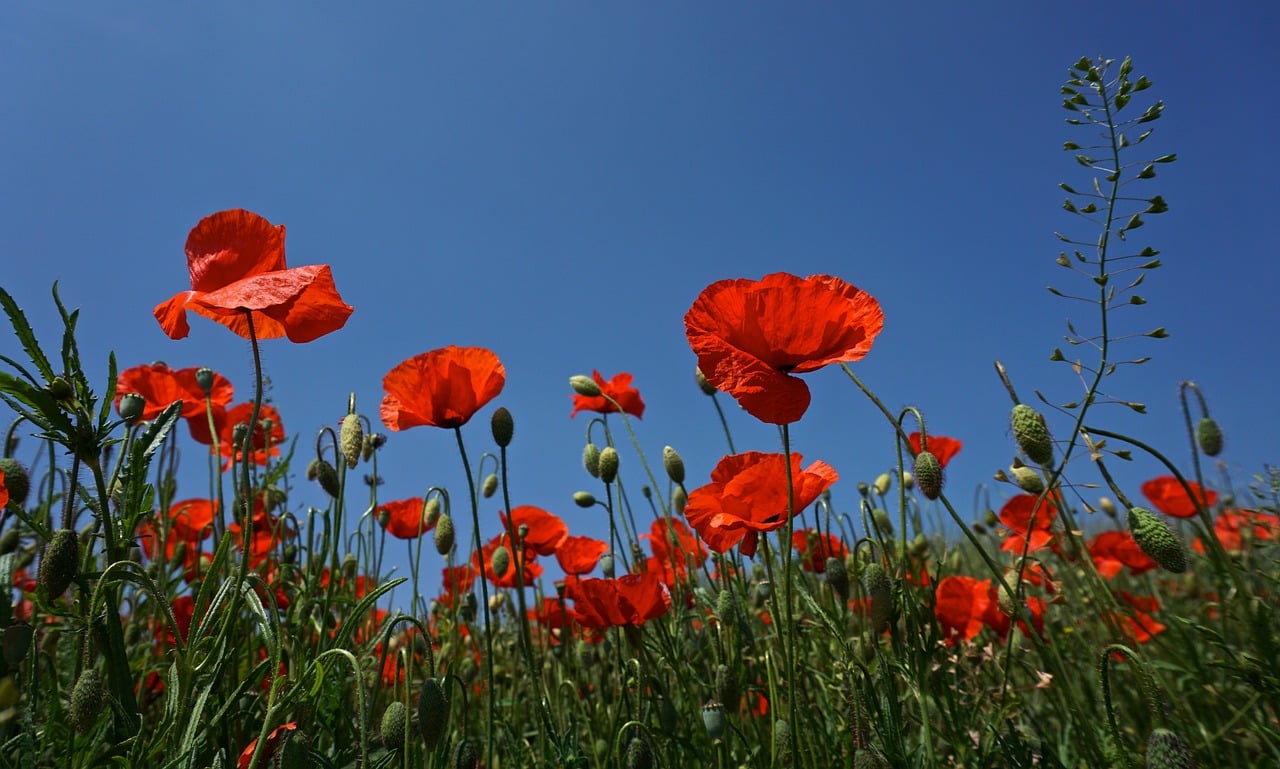 Image of red poppy flowers against a blue sky